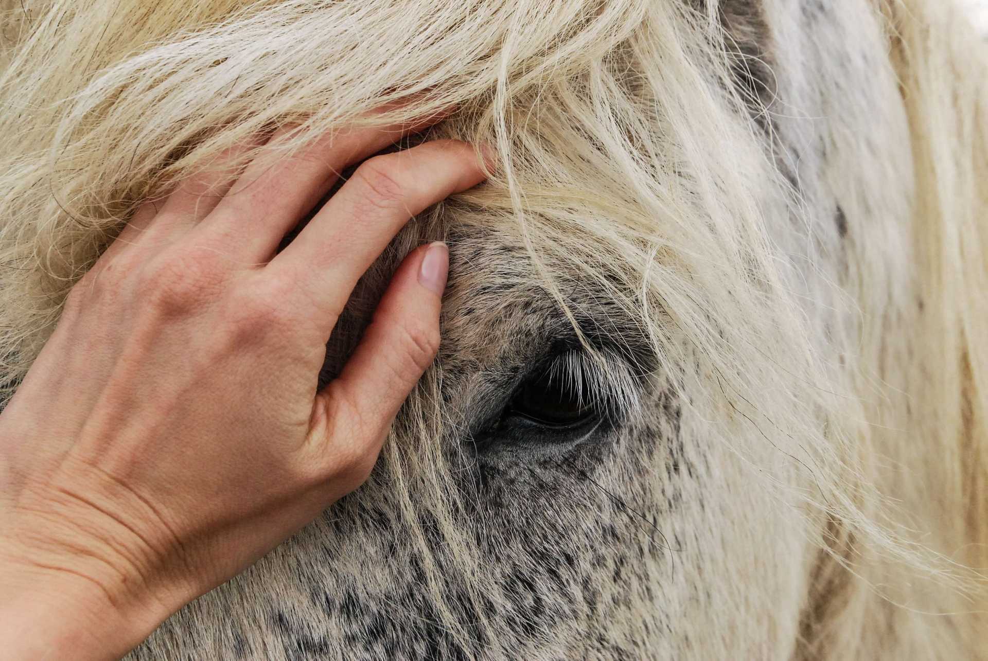 Dotyk jako element diagnostyczny i leczniczy w fizjoterapii koni